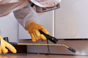 Messie Schädlingsbekämpfung Dreieich